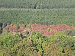 a kilátóból