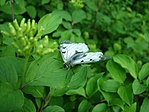 Lepke
