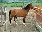 Ló