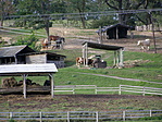 farm