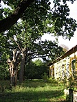 Parkrészlet