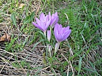 Colchicum autumnale L. (őszi kikerics)