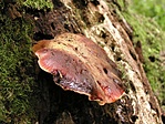 Májgomba (Fistulina hepatica)