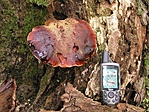 Májgomba (Fistulina hepatica)