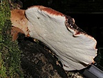 Májgomba (Fistulina hepatica)