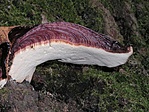 Májgomba (Fistulina hepatica)