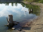 Csonkok