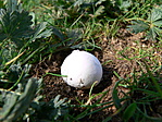 Érdekes, pici gomba