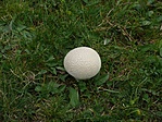 Golflabda vagy fungi?