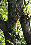 mókus