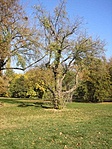 Park II.
