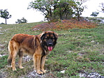Barnabás