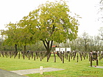 Kultúrált