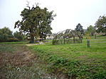 A park