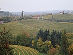 Szőlősorok
