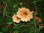"Kivirágzott" gomba