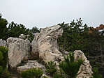 Sárkány