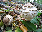 Piruló őzlábgomba