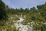 Domboldal