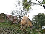 szagot fogott:)