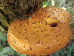 Gombacsek...
