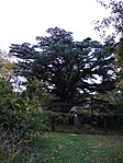 libanoni cédrus