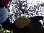alulról