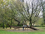 Vízszintes fa