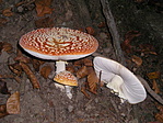 Légyölő