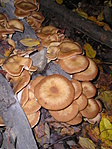 Gomba hegyek