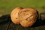 Két gyugy