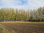az erdő