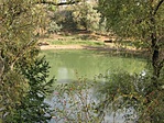 tó