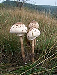 Őzláb-csoport