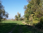 Erdőszél