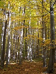 Őszi erdő