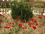 Rózsa
