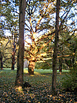 A kastélyparkban
