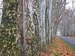Távolban a golfpálya