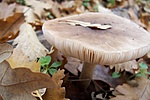 Utolsó gomba