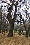 Öreg tölgyek