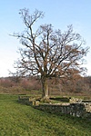 Magányosan