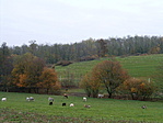 Állatkák