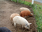 Barátkoznak a mazsolák