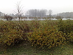 A láda bokra (közelről)