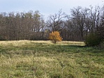 Őszvégi erdő