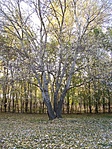 Nyírfák