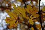 levelek