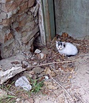 Kastély őrzője :)