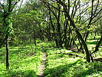 Tündérkert